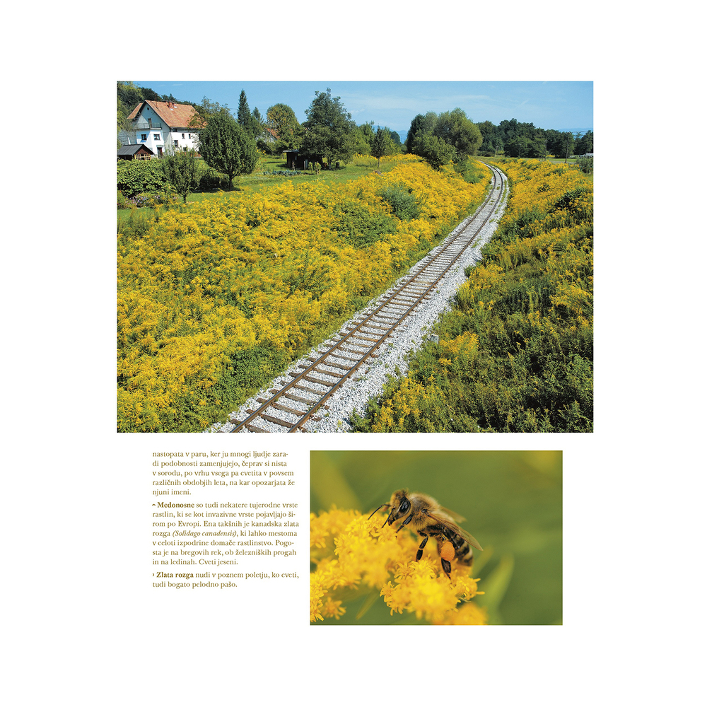 Založba Družina Knjiga Svet čebel - O čebelah in čebelarstvu v Sloveniji