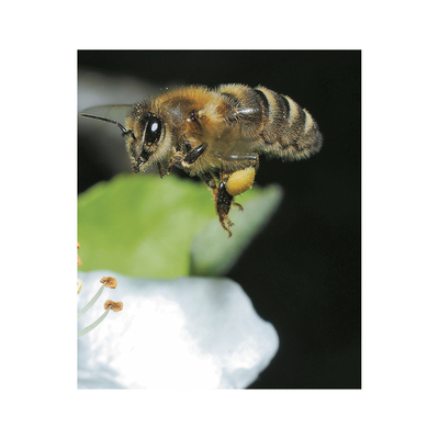 Založba Družina Knjiga Svet čebel - O čebelah in čebelarstvu v Sloveniji barvna