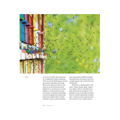 Založba Družina Knjiga Svet čebel - O čebelah in čebelarstvu v Sloveniji barvna